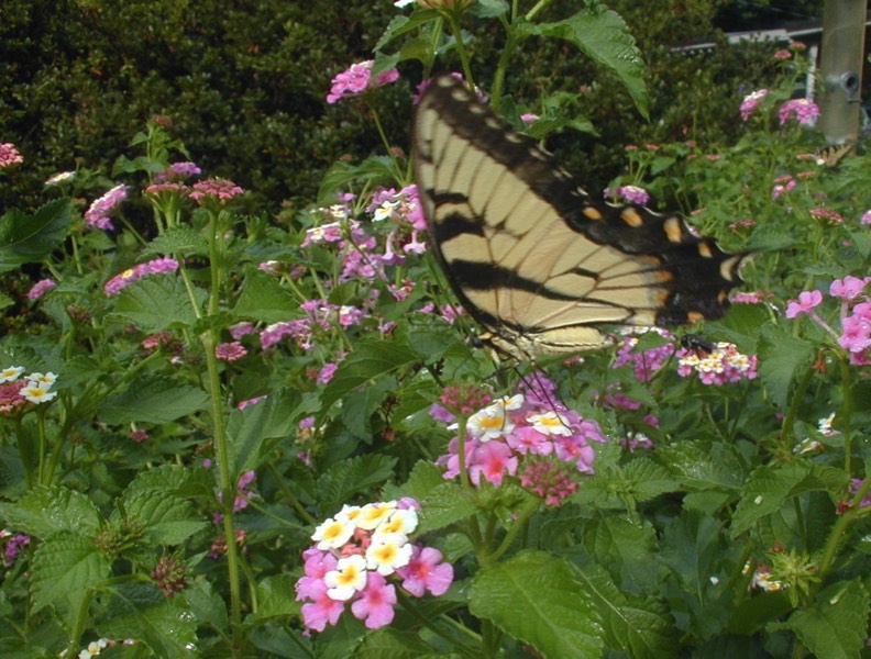 Butterfly gardens
